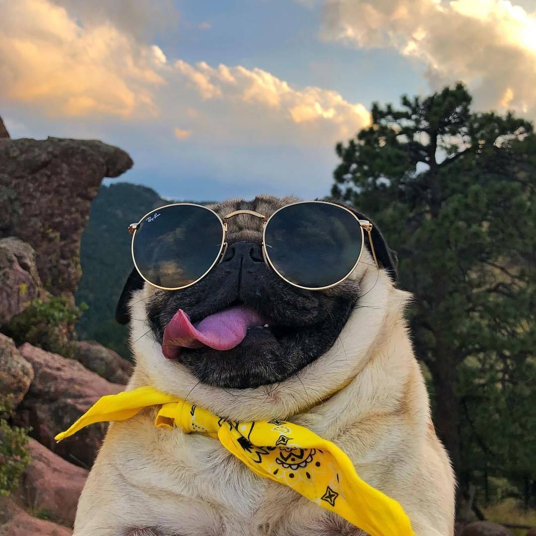 Chú chó